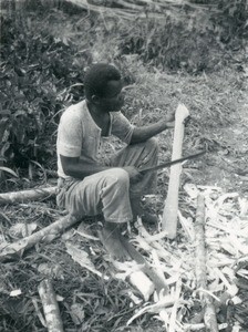 Felling of trees, in Gabon