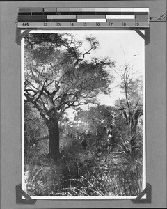 Expedition in the bush, Nyasa, Tanzania, ca. 1894-1915