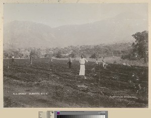 Land preparation, Mulanje, Malawi, ca.1911