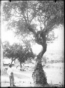 School for evangelists, Shilouvane, South Africa, ca. 1901-1907