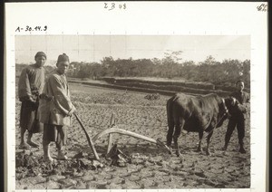 Hoeing a rice field in China