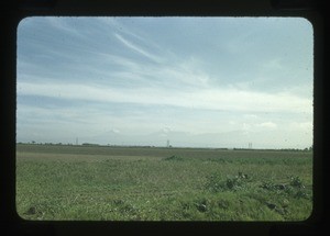 fields and trees