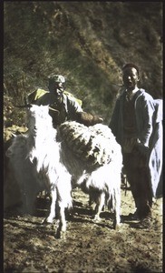 Cashmiri goat carrying wool. Lives high on the mountains