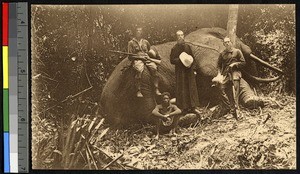 Dead elephant, Congo, ca.1920-1940