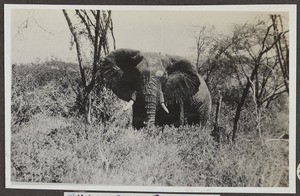 Angry elephant, Tanzania