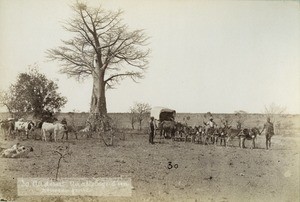 New-fashioned team, donkeys, in Northern Rhodesia, Zambia