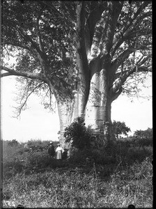 Baobab, Kouroulene, South Africa, ca. 1901-1907