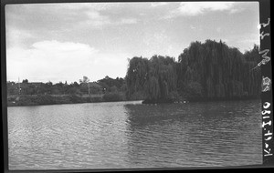 Small lake and weeping willows, Johannesburg, South Africa, ca. 1933-1939