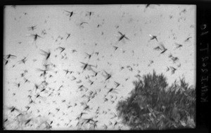 Grasshopper swarm, Mozambique, ca. 1933-1939