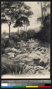 Stream bed in the forest, Zanzibar, Tanzania, ca. 1920-1940