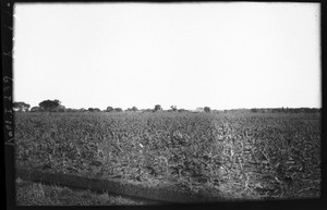 Maize field, Mozambique, ca. 1933-1939
