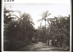 Palm avenue in Crobo