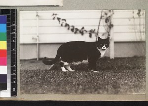 Cat in garden, Madagascar, ca. 1920