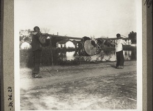 Pigs being transported