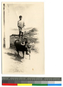 Boy with an ox, China, 1929