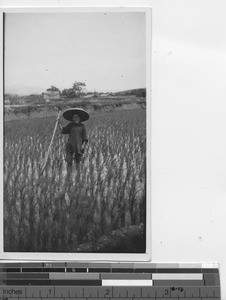 A girl in the rice fields at Rongxian, China, 1935