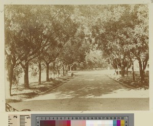 Tree-lined avenue, Purulia, West Bengal, ca.1900