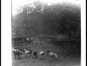 African sheep