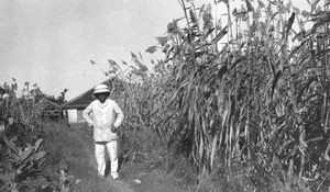 Morten Andersen by his cornfield at Danishpet. ca.1905