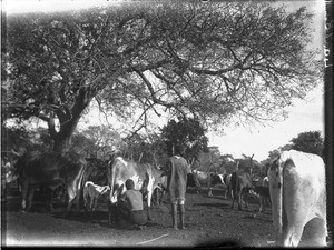 Kraal for cattle, Antioka, Mozambique, June 1923