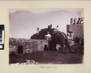 Elephant Fight, Udaipur, India, ca.1890