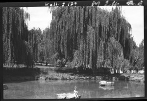 Pond and weeping willows, Johannesburg, South Africa, ca. 1933-1939