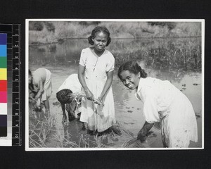 Rice planting, Madagascar, 1957