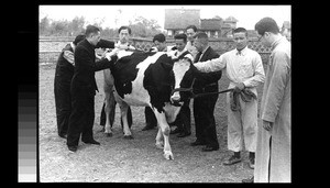 Learning to judge dairy cattle, Chengdu, Sichuan, China, ca.1939