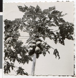 Papaya tree with fruits, Ethiopia