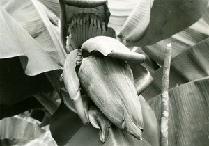 Flower of a banana tree, in Gabon