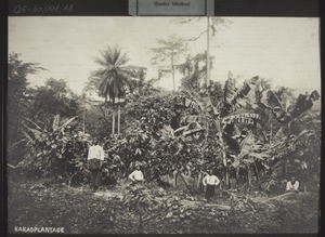 18. A cocoa plantation