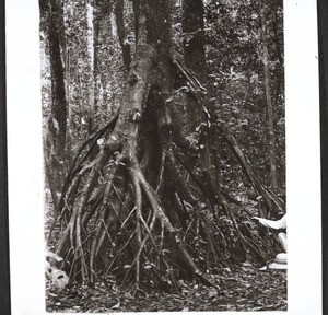 Air-roots of a tree in the African jungle (Cameroon)