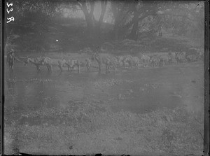 Donkey-drawn wagon in a river, Kouroulene, South Africa, ca. 1892-1901