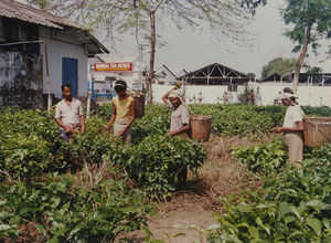 Assam, Nordindien. Mornai Tehaves 100 års jubilæum, juni 1990. Tebladene høstes manuelt