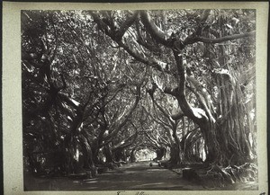 An ally of Ficus trees