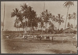 Goat herd in front of houses and palm trees, Tanzania