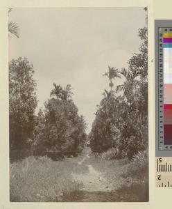 Pathway on Zanzibar, Tanzania, ca.1901