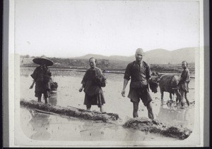 Chinese planting rice