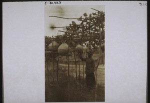 Flaschenkürbiskultur in Banga b. Bombe