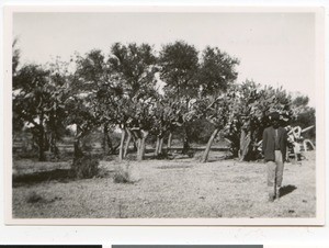 Burial place of chief Marvele, South Africa