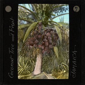 Coconut Tree and Fruit, Jamaica, ca.1875-ca.1940