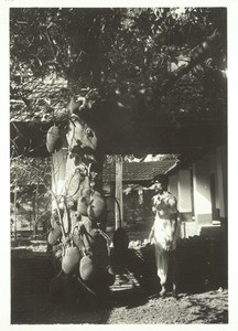 Jack fruit (behind Lüthi's bungalow)