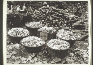 Cacao, Bild 6. Der Inhalt der geöffneten Schoten wird in Körbe abgefüllt; Abtransport zur Fermentierung