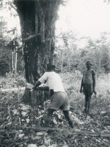 Felling of trees, in Gabon