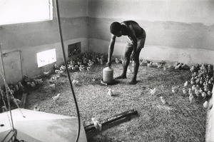 Farming of chicks in Gabon