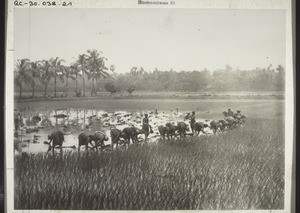 Planting rice, with a supervisor