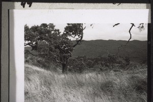 Bilder von der Reise auf den Kamerunberg m. Bächtold 1937