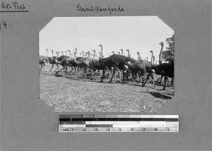 A flock of ostriches, western South Africa