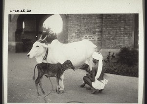 Cow with calf during milking