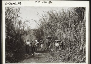 Marching through elephant grass